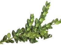 Palmtakken inleveren